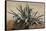 Study of an Agave, with Additions by a Borbone Pupil-Giacinto Gigante-Framed Stretched Canvas