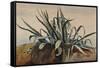 Study of an Agave, with Additions by a Borbone Pupil-Giacinto Gigante-Framed Stretched Canvas