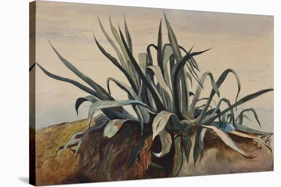 Study of an Agave, with Additions by a Borbone Pupil-Giacinto Gigante-Stretched Canvas