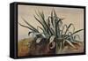 Study of an Agave, with Additions by a Borbone Pupil-Giacinto Gigante-Framed Stretched Canvas