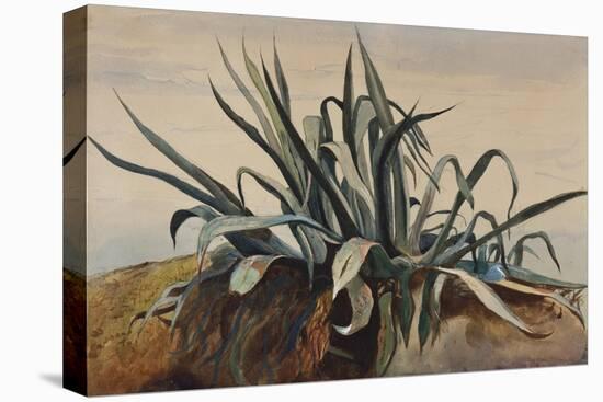 Study of an Agave, with Additions by a Borbone Pupil-Giacinto Gigante-Stretched Canvas