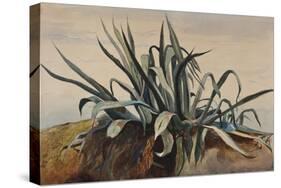 Study of an Agave, with Additions by a Borbone Pupil-Giacinto Gigante-Stretched Canvas