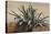 Study of an Agave, with Additions by a Borbone Pupil-Giacinto Gigante-Stretched Canvas