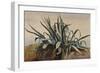 Study of an Agave, with Additions by a Borbone Pupil-Giacinto Gigante-Framed Giclee Print