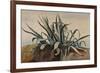 Study of an Agave, with Additions by a Borbone Pupil-Giacinto Gigante-Framed Giclee Print