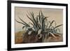 Study of an Agave, with Additions by a Borbone Pupil-Giacinto Gigante-Framed Giclee Print