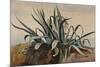Study of an Agave, with Additions by a Borbone Pupil-Giacinto Gigante-Mounted Giclee Print
