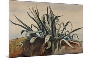 Study of an Agave, with Additions by a Borbone Pupil-Giacinto Gigante-Mounted Giclee Print
