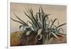 Study of an Agave, with Additions by a Borbone Pupil-Giacinto Gigante-Framed Giclee Print