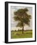 Study of an Ash Tree in Summer, 1883-James Hey Davies-Framed Giclee Print