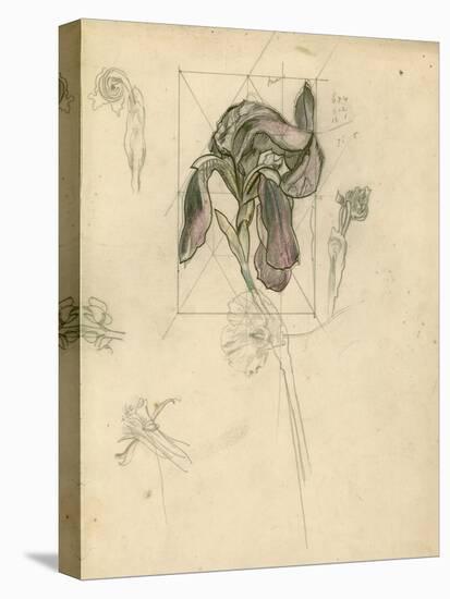 Study of an Iris (Pencil, Pen & Ink and Crayon on Paper)-John Northcote Nash-Stretched Canvas