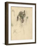 Study of an Iris (Pencil, Pen & Ink and Crayon on Paper)-John Northcote Nash-Framed Giclee Print