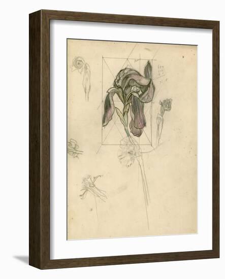 Study of an Iris (Pencil, Pen & Ink and Crayon on Paper)-John Northcote Nash-Framed Giclee Print