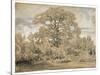 Study of an Oak Tree, C.1862 (Black & White Chalk on Laid Paper)-Theodore Rousseau-Stretched Canvas