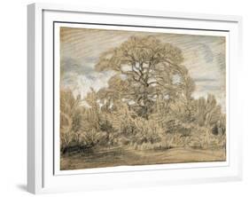 Study of an Oak Tree, C.1862 (Black & White Chalk on Laid Paper)-Theodore Rousseau-Framed Giclee Print