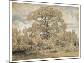 Study of an Oak Tree, C.1862 (Black & White Chalk on Laid Paper)-Theodore Rousseau-Mounted Giclee Print