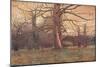 'Study of an Oak Tree', c1878 (1903-1904)-George Wilson-Mounted Giclee Print