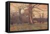 'Study of an Oak Tree', c1878 (1903-1904)-George Wilson-Framed Stretched Canvas