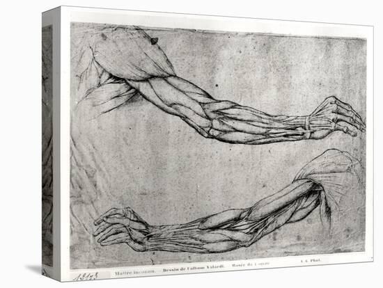 Study of Arms-Leonardo da Vinci-Stretched Canvas