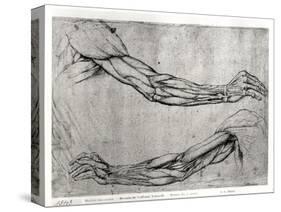 Study of Arms-Leonardo da Vinci-Stretched Canvas