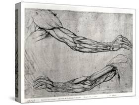 Study of Arms-Leonardo da Vinci-Stretched Canvas