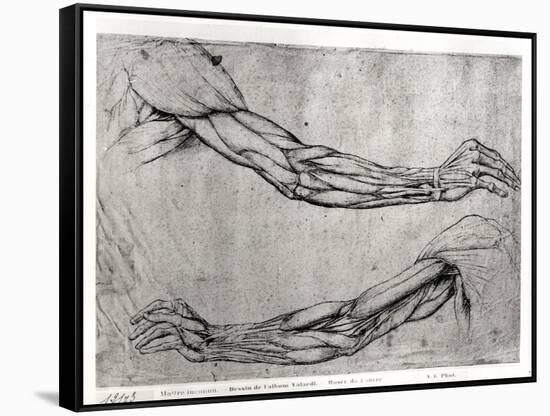 Study of Arms-Leonardo da Vinci-Framed Stretched Canvas