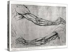 Study of Arms-Leonardo da Vinci-Stretched Canvas