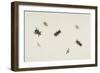 Study of Beetles and Moths-Herman Henstenburgh-Framed Giclee Print