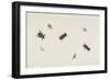 Study of Beetles and Moths-Herman Henstenburgh-Framed Giclee Print