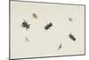 Study of Beetles and Moths-Herman Henstenburgh-Mounted Giclee Print