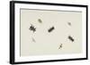 Study of Beetles and Moths-Herman Henstenburgh-Framed Giclee Print
