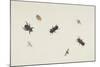 Study of Beetles and Moths-Herman Henstenburgh-Mounted Giclee Print