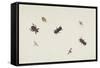 Study of Beetles and Moths-Herman Henstenburgh-Framed Stretched Canvas