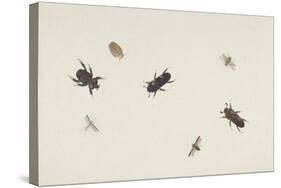 Study of Beetles and Moths-Herman Henstenburgh-Stretched Canvas