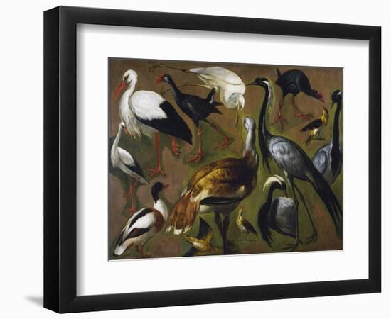 Study of Birds, by Alexandre-Francois Desportes (1661-1743), France, 18th Century-Alexandre-Francois Desportes-Framed Giclee Print