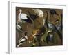 Study of Birds, by Alexandre-Francois Desportes (1661-1743), France, 18th Century-Alexandre-Francois Desportes-Framed Giclee Print