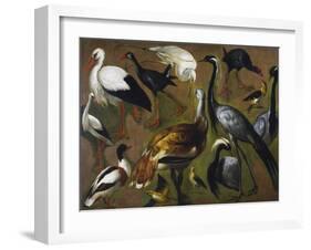 Study of Birds, by Alexandre-Francois Desportes (1661-1743), France, 18th Century-Alexandre-Francois Desportes-Framed Giclee Print