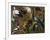 Study of Birds, by Alexandre-Francois Desportes (1661-1743), France, 18th Century-Alexandre-Francois Desportes-Framed Giclee Print