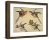 Study of Birds: Two Parrots, a Hoopoe and a Jay-Alexandre-Francois Desportes-Framed Giclee Print