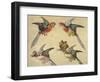 Study of Birds: Two Parrots, a Hoopoe and a Jay-Alexandre-Francois Desportes-Framed Giclee Print