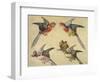 Study of Birds: Two Parrots, a Hoopoe and a Jay-Alexandre-Francois Desportes-Framed Giclee Print