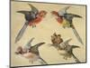 Study of Birds: Two Parrots, a Hoopoe and a Jay-Alexandre-Francois Desportes-Mounted Giclee Print