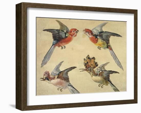 Study of Birds: Two Parrots, a Hoopoe and a Jay-Alexandre-Francois Desportes-Framed Giclee Print