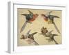 Study of Birds: Two Parrots, a Hoopoe and a Jay-Alexandre-Francois Desportes-Framed Giclee Print