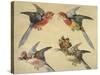 Study of Birds: Two Parrots, a Hoopoe and a Jay-Alexandre-Francois Desportes-Stretched Canvas