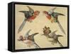 Study of Birds: Two Parrots, a Hoopoe and a Jay-Alexandre-Francois Desportes-Framed Stretched Canvas