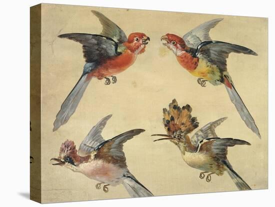 Study of Birds: Two Parrots, a Hoopoe and a Jay-Alexandre-Francois Desportes-Stretched Canvas