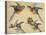 Study of Birds: Two Parrots, a Hoopoe and a Jay-Alexandre-Francois Desportes-Stretched Canvas