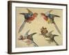 Study of Birds: Two Parrots, a Hoopoe and a Jay-Alexandre-Francois Desportes-Framed Giclee Print