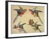 Study of Birds: Two Parrots, a Hoopoe and a Jay-Alexandre-Francois Desportes-Framed Giclee Print